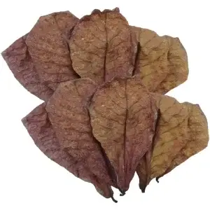 Bio Leaves