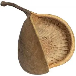Buddha Nut Hide
