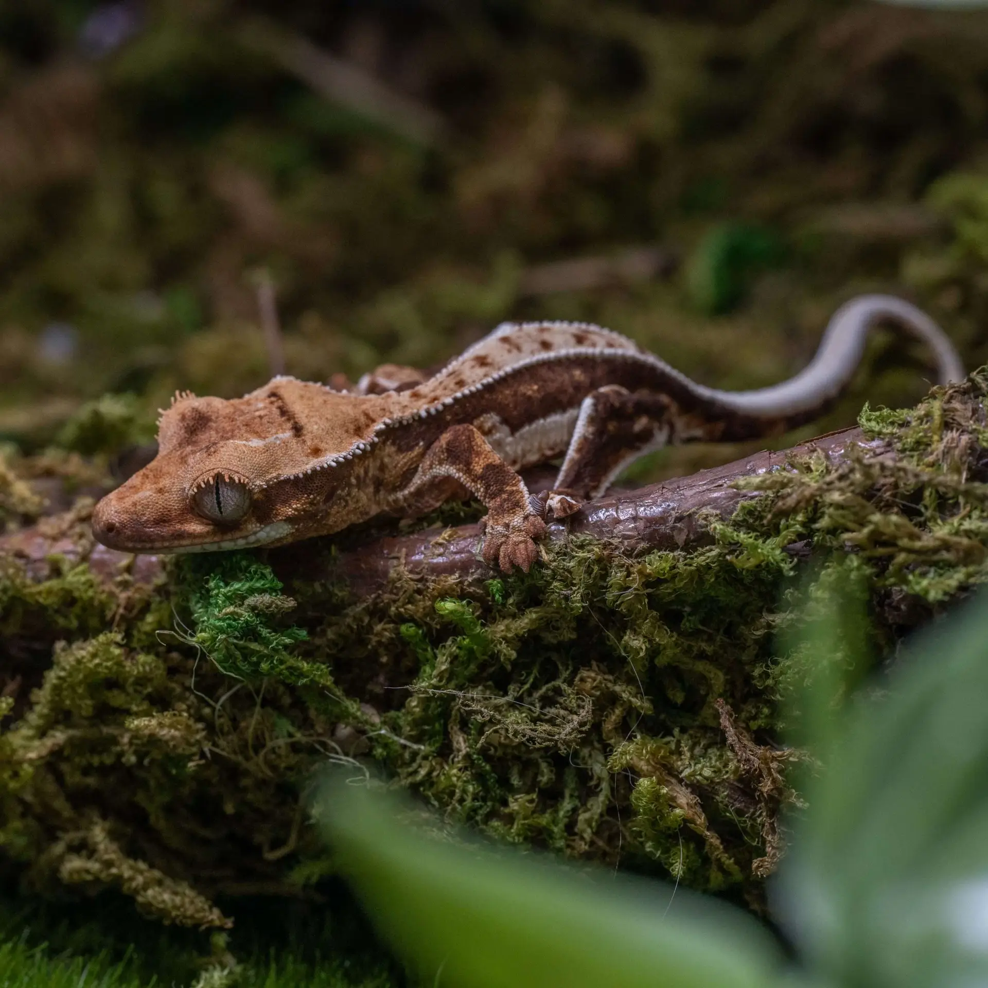 Gecko 101 : Crested Gecko Care