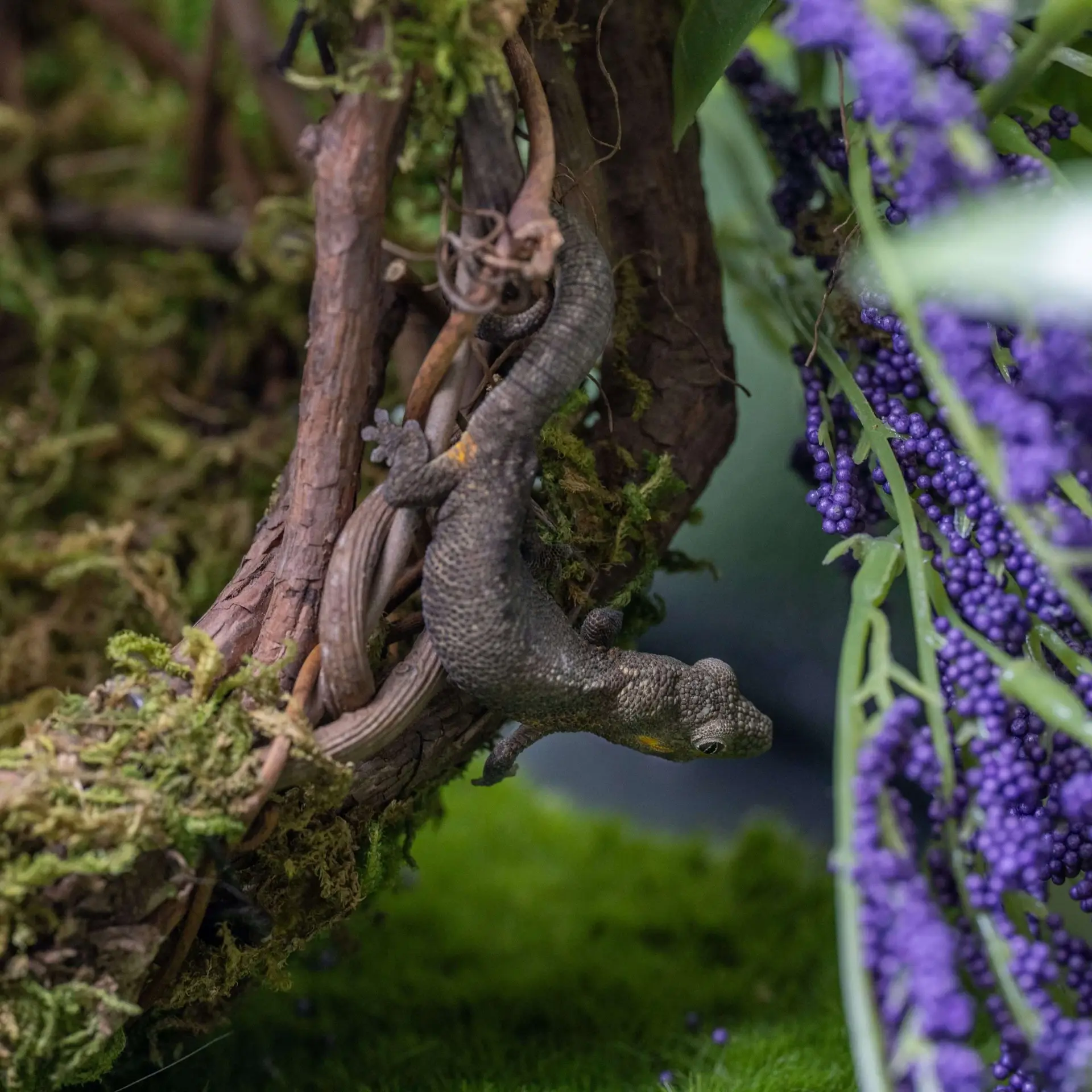 What do Geckos use Tails for?