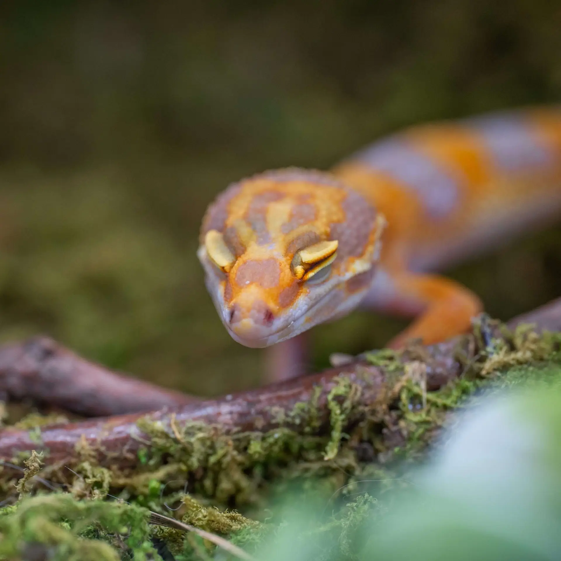 Gecko 101: Leopard Gecko Care
