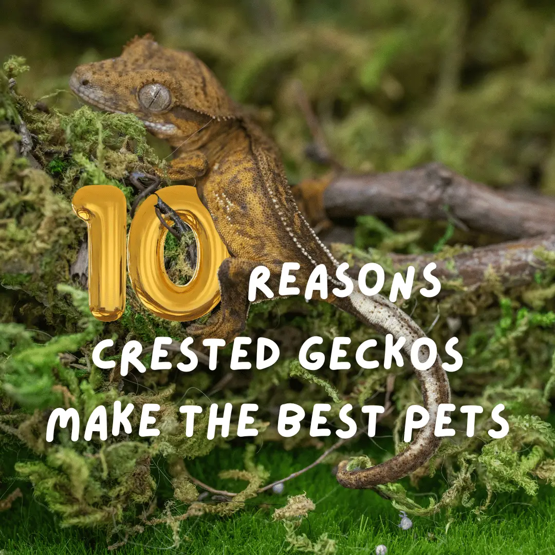 10 Reasons Crested Geckos Make the Best First Pets