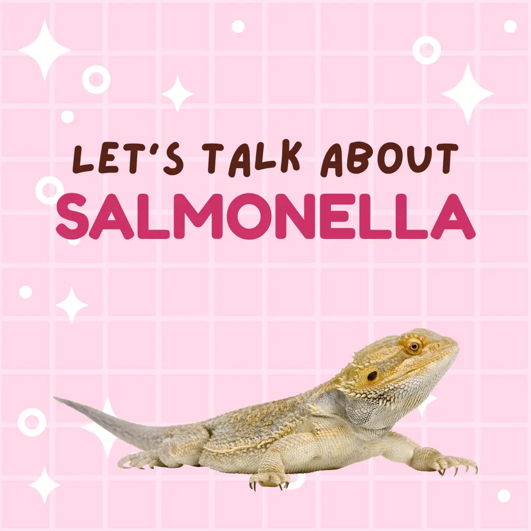 The 2026 Bearded Dragon Salmonella Outbreak Explained