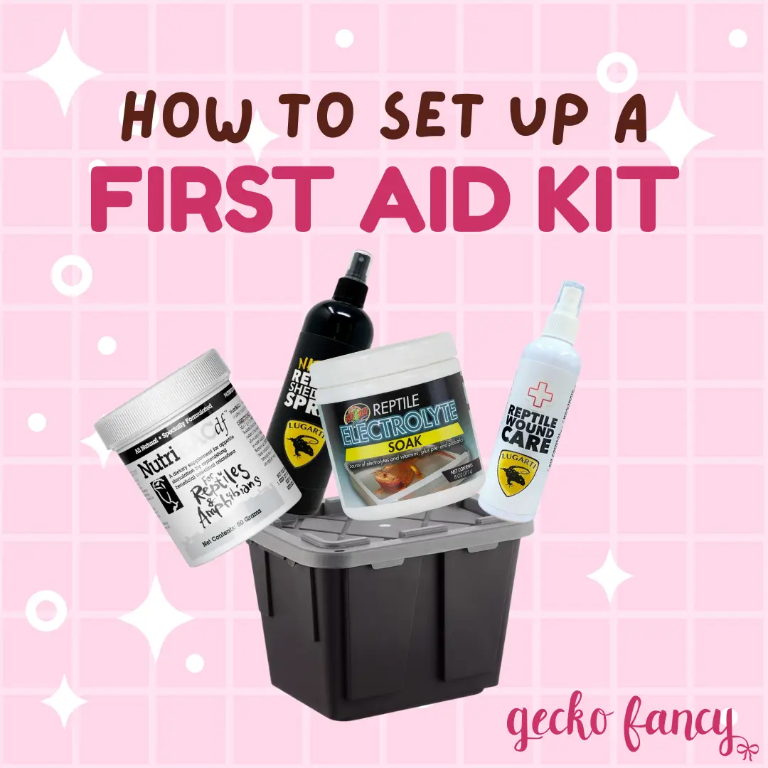 How To Set Up A Reptile First Aid Kit
