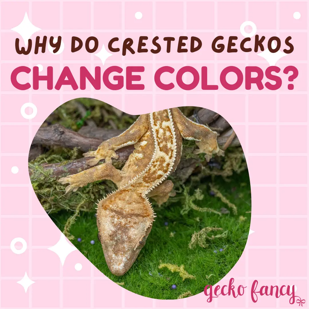 Why Does My Crested Gecko Change Colors?
