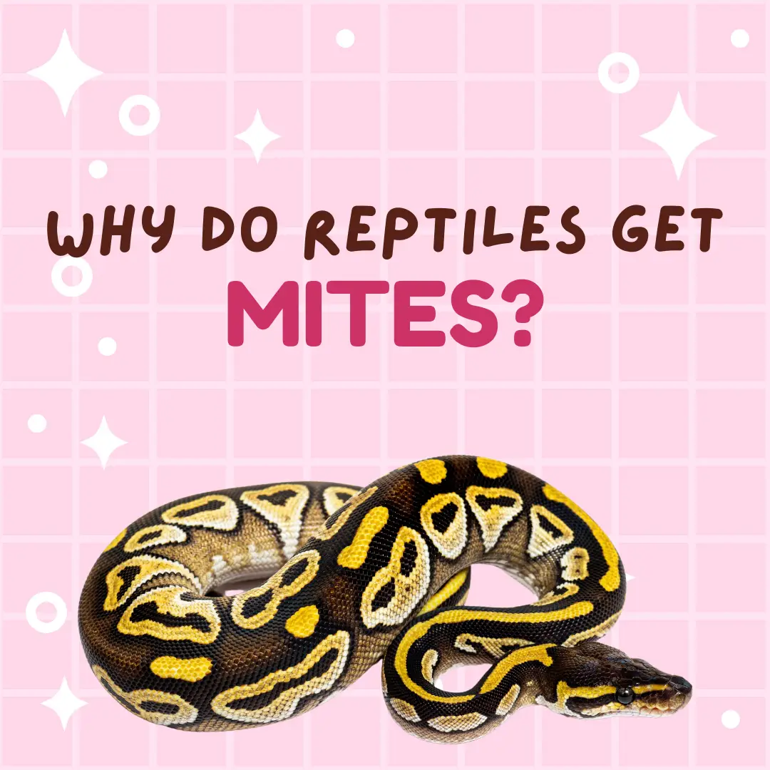 A graphic of a ball python on a pink background with the title "why do reptiles get mites"