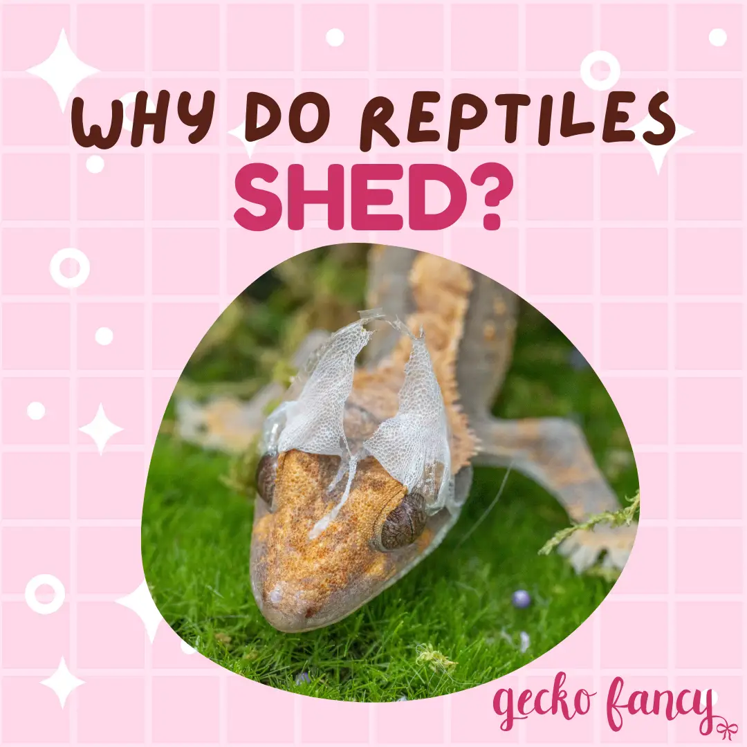 Why Do Reptiles Shed?