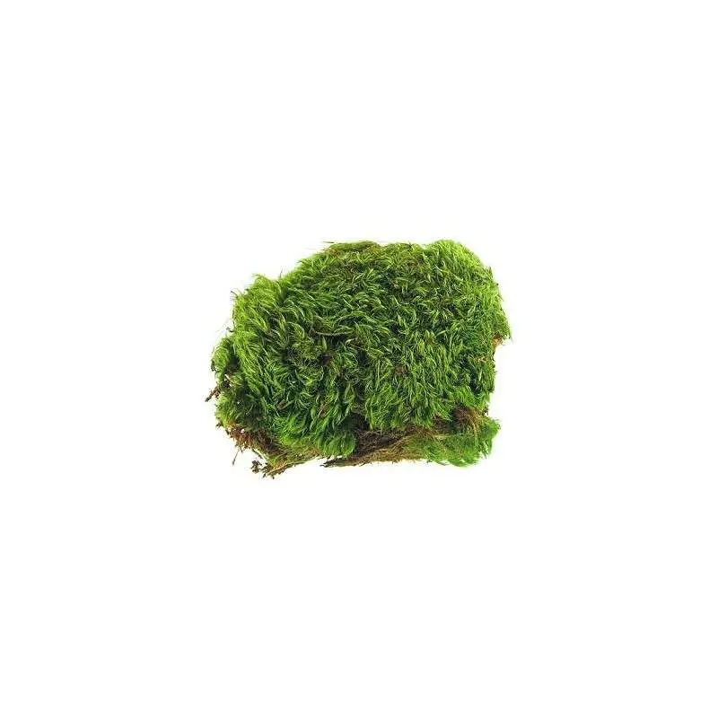 Zoo Med Frog Moss - Image 2