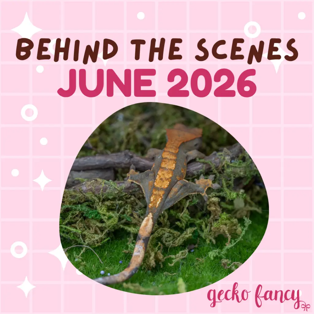 Behind the Scenes at Gecko Fancy - June 2026 Post Graphic