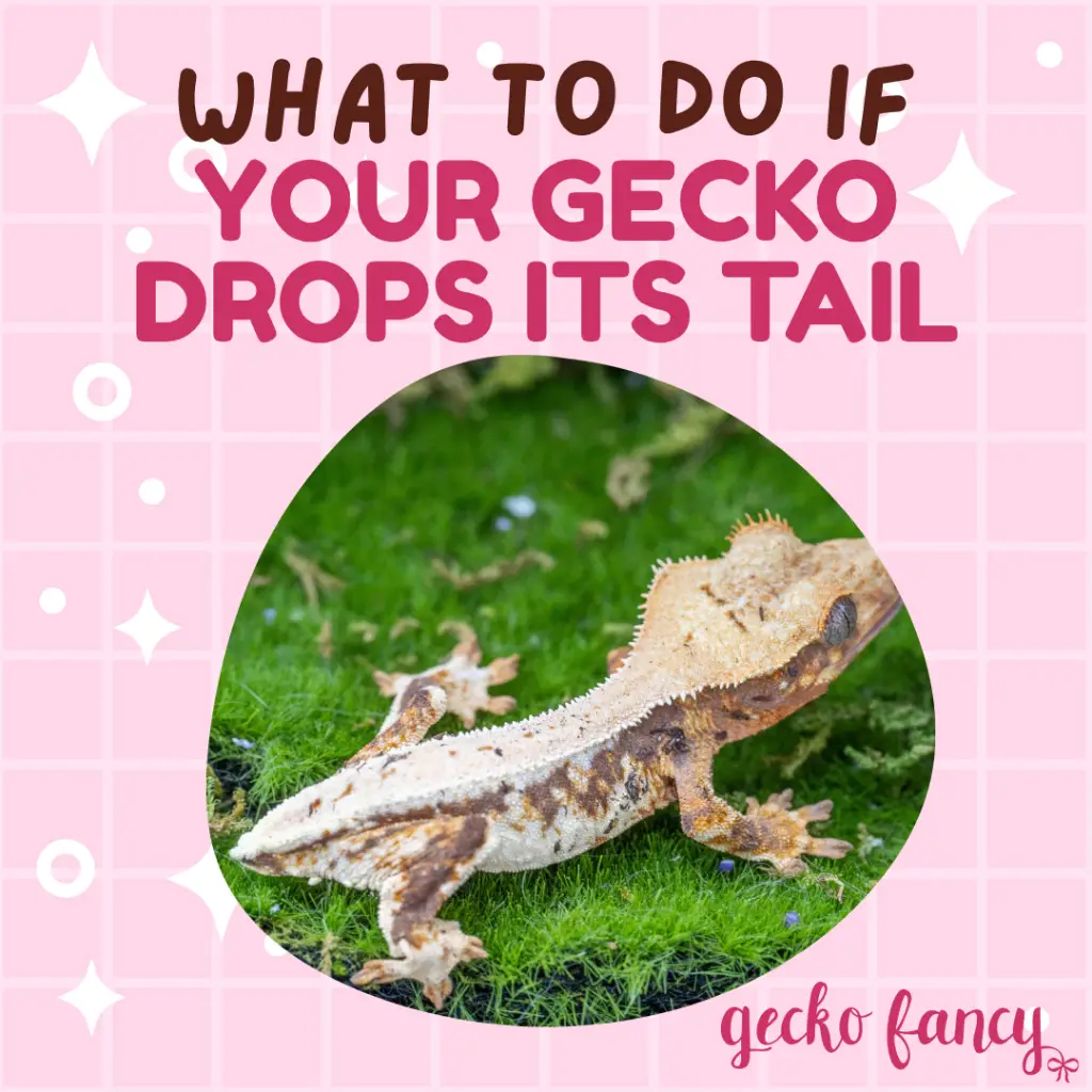 What to do if your gecko drops its tail blog post image