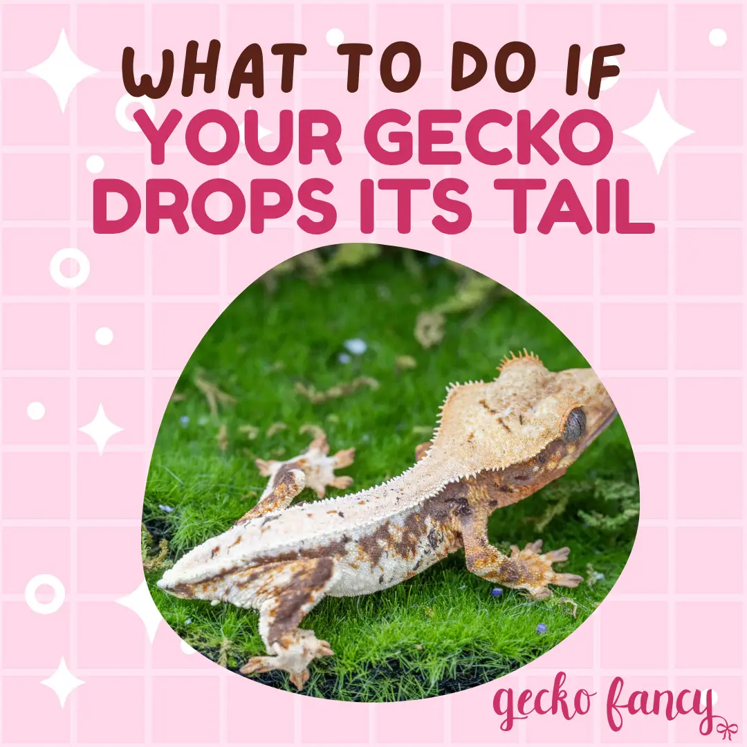 What to do if your gecko drops its tail blog post image